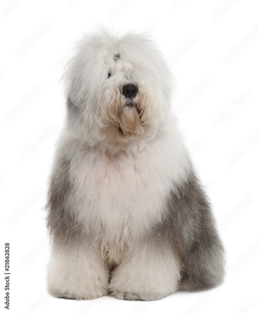 Old English Sheepdog, sitting in front of white background