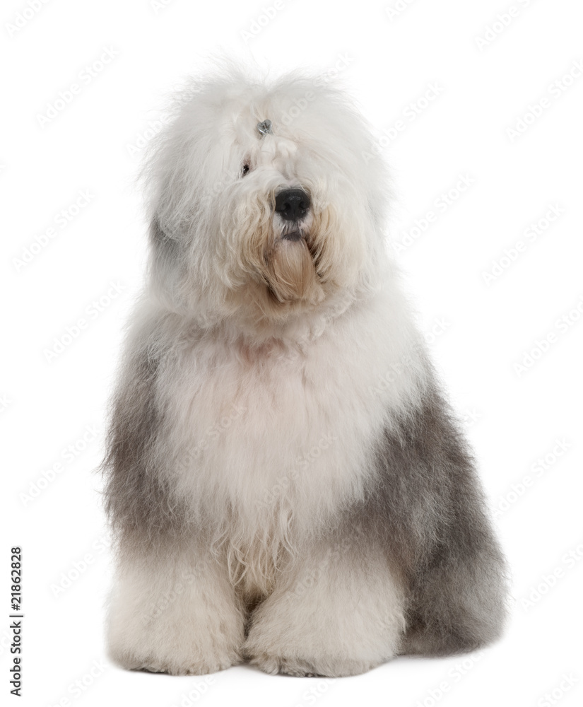 Old English Sheepdog, sitting in front of white background Old English Sheepdog, sitting in front of white background