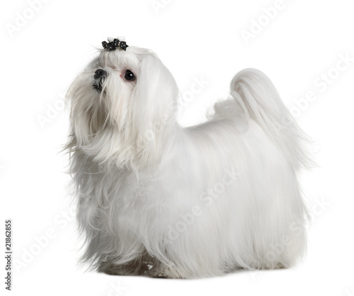 Side view of Maltese dog, standing in front of white background