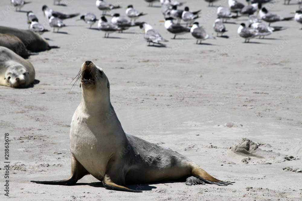 Fototapeta premium Australischer Seelöwe (Neophoca cinerea)