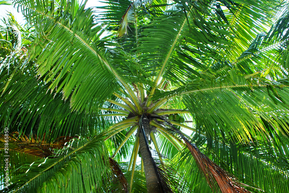 Fototapeta premium Пальма