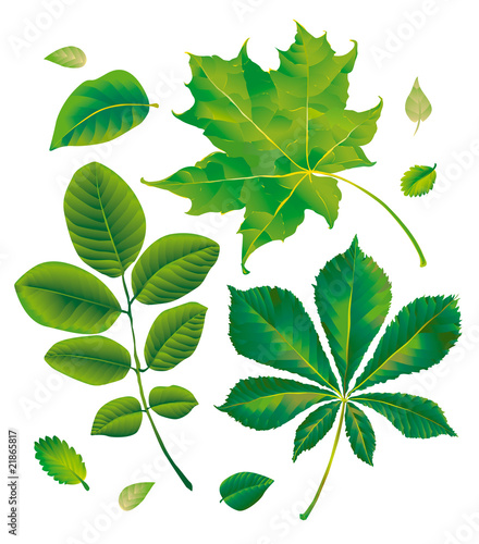Leafs chestnut, maple, walnut