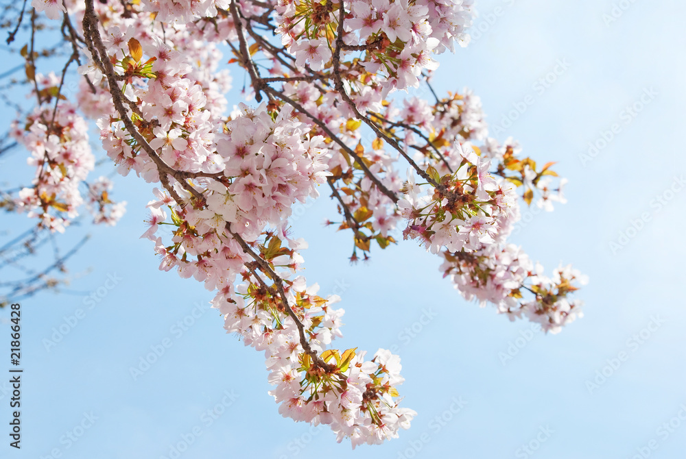 Cherry Blossom in springtime