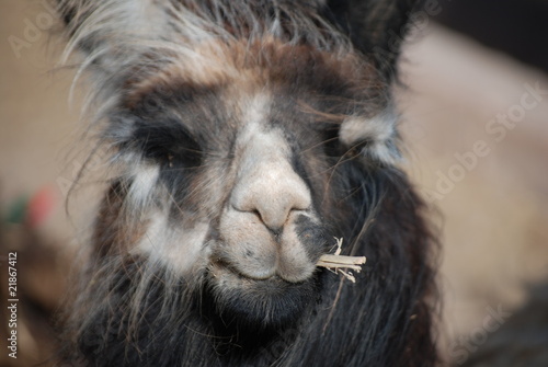 Lama machant
