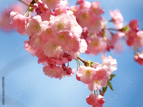 japanese cherry tree in pink