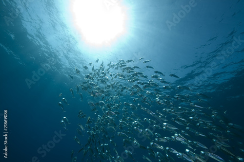 mackerel school feeding