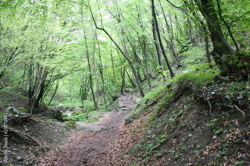 Hike trail