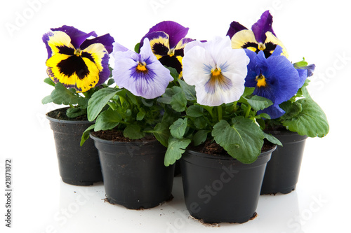 Fényképezés Colorful Pansies