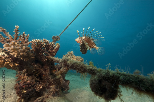 lionfish, coral and ocean