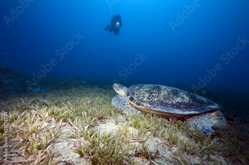 Fototapeta Naklejka Na Ścianę i Meble -  green turtle, sea grass and diver