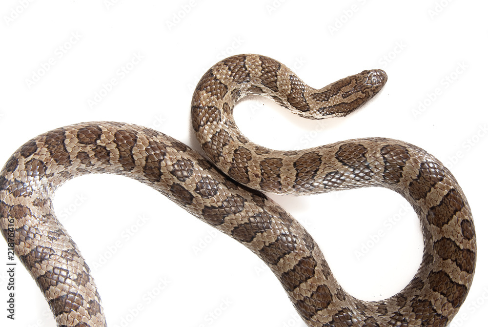 Snake Snake