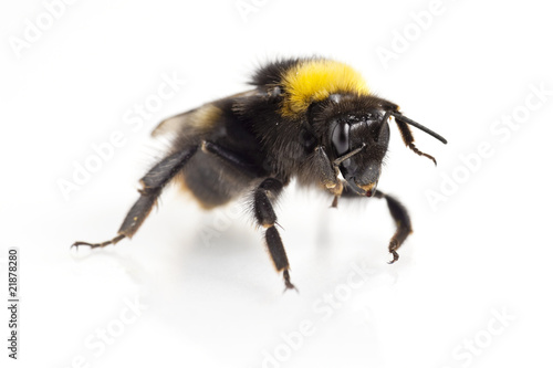 Bumblebee (bombus terrestris)