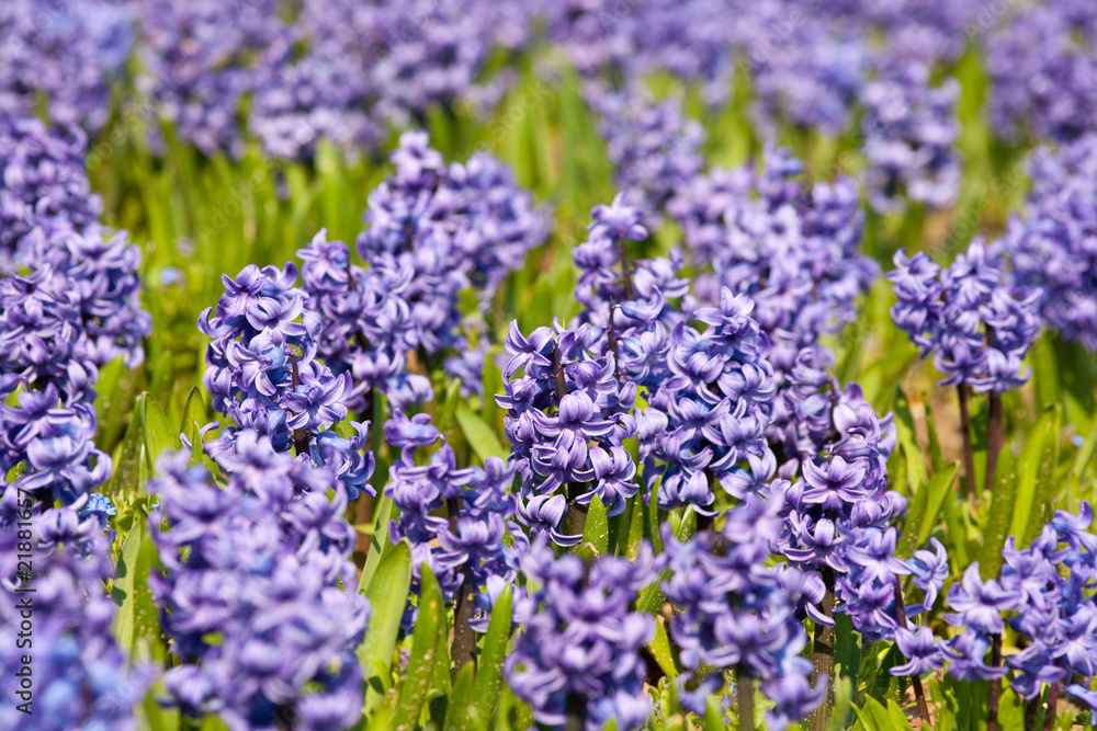 Fototapeta premium Beautiful hyacinth flowers