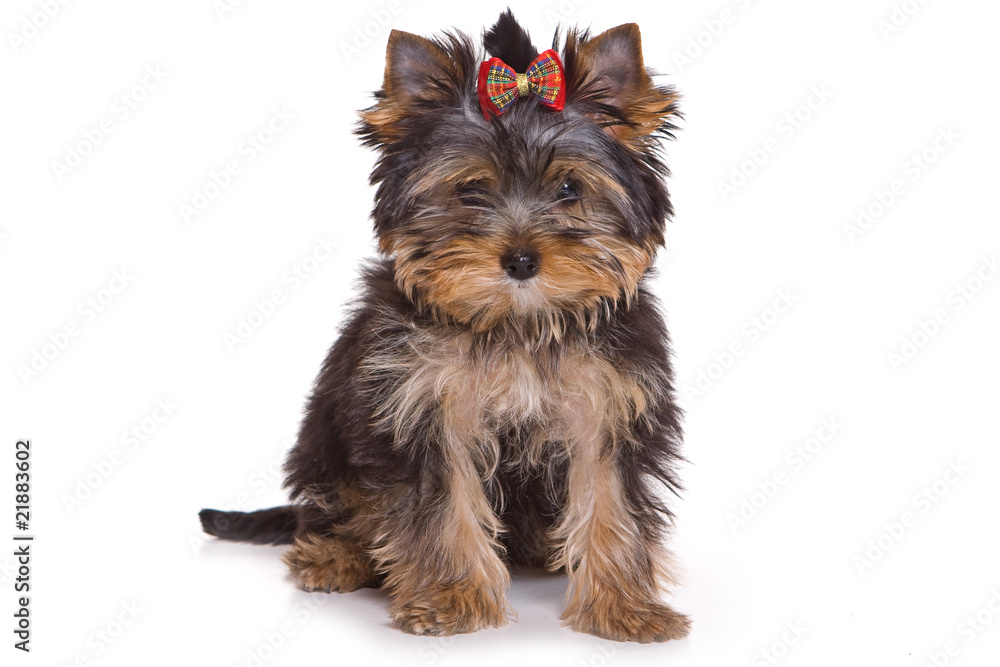 Yorkshire terrier puppy on white background Yorkshire terrier puppy on white background