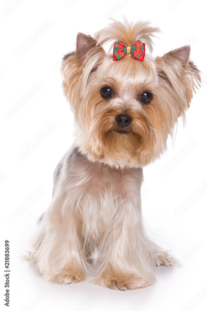Yorkshire terrier puppy on white background Yorkshire terrier puppy on white background
