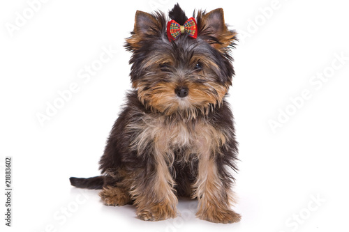 Yorkshire terrier puppy on white background