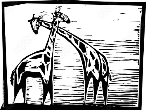 Photography African Giraffes