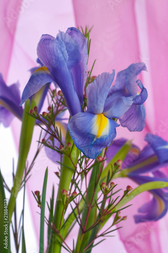 Fototapeta Naklejka Na Ścianę i Meble -  flowers irises .