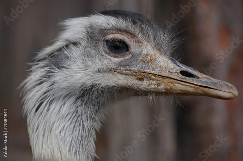 Greater Rhea photo