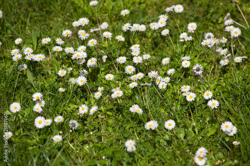 lot of daisies in green lawn