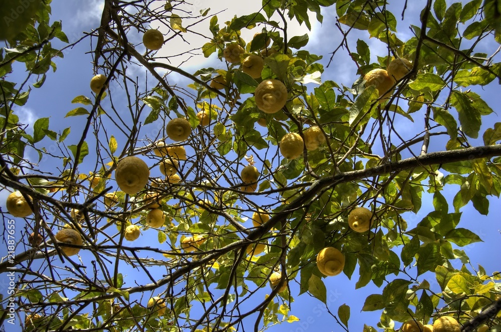 Albero di limoni