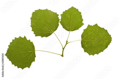 close-up of one green white poplar leaves on white