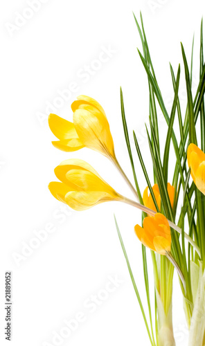 Fototapeta Naklejka Na Ścianę i Meble -  Crocus yellow flowers isolate