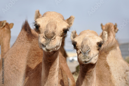 single hump dromedary Camels © Evgenia