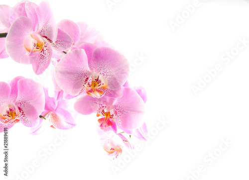 Orchidee © VRD