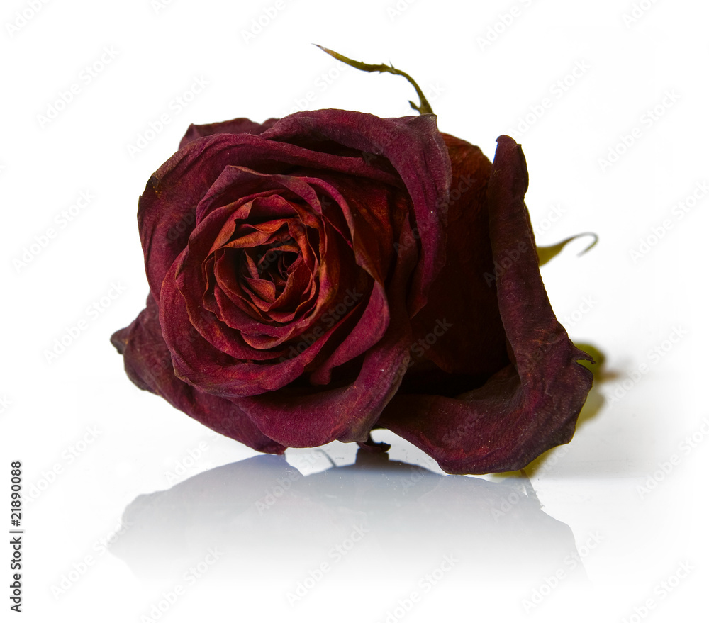 Dry red rose flower Dry red rose flower
