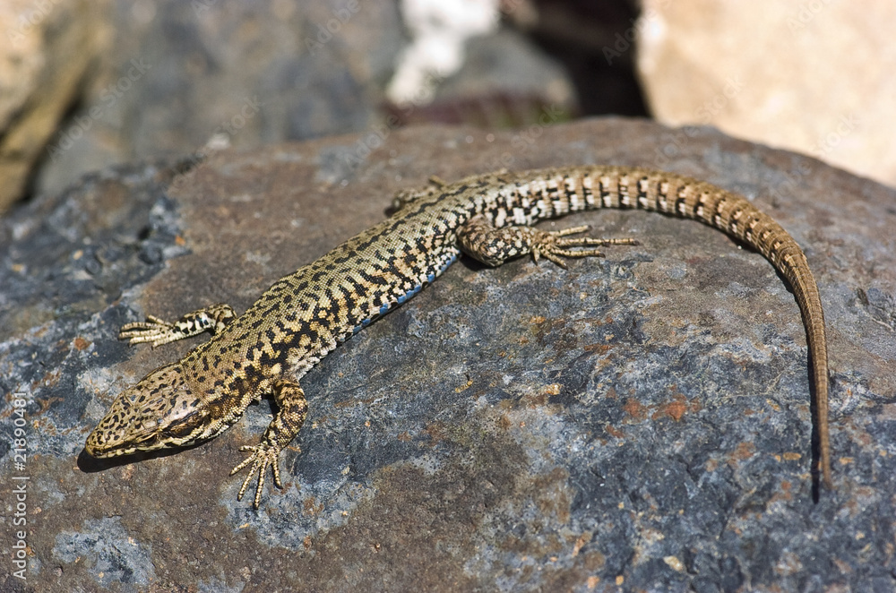 lézard 2 lézard 2