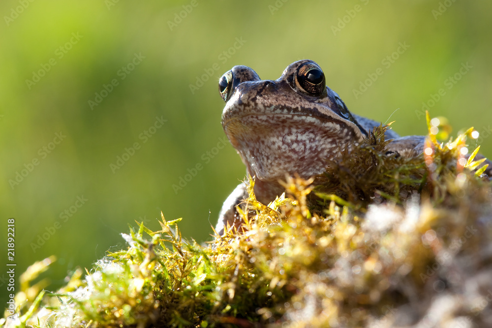 Obraz premium Frog in moss