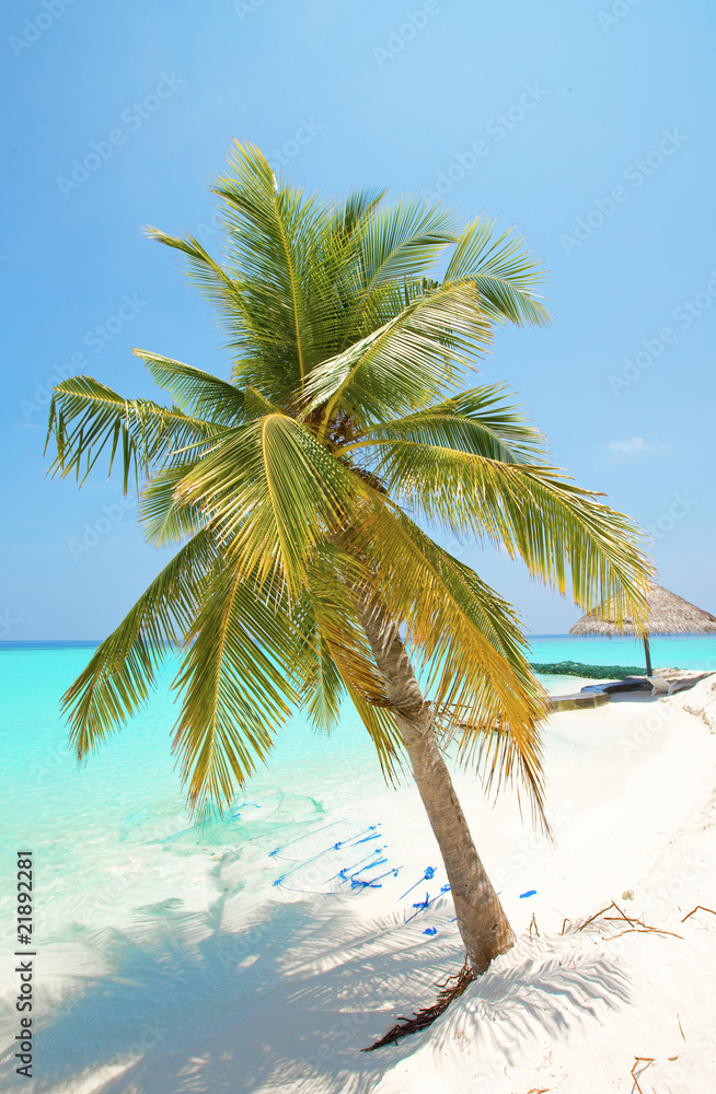 Maldives. .Palm tree bent above waters of ocean.