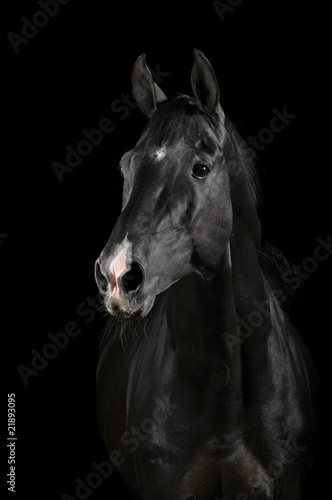 Black horse in darkness