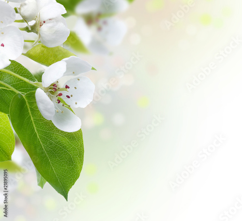 Spring Blossom border