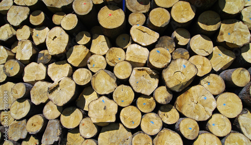 Nachwachsende Rohstoffe - Holz