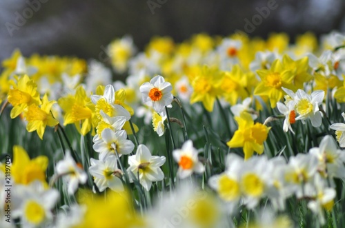 Fototapeta Naklejka Na Ścianę i Meble -  Field of daffodils