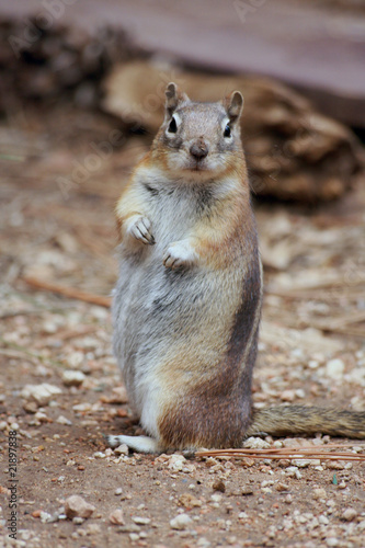 Staring Squirrel