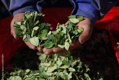 Feuilles de coca