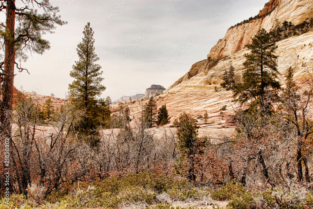 Fototapeta premium Zion National Park
