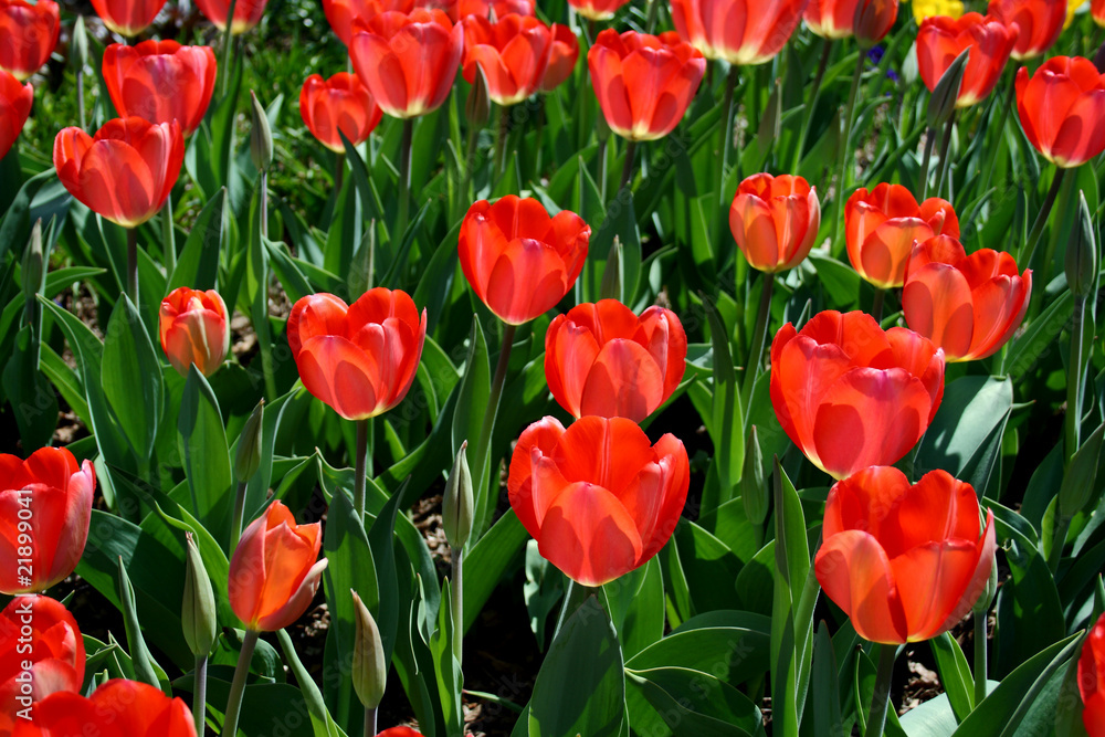 Fototapeta premium Red Tulips