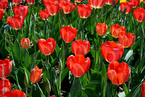 Red Tulips