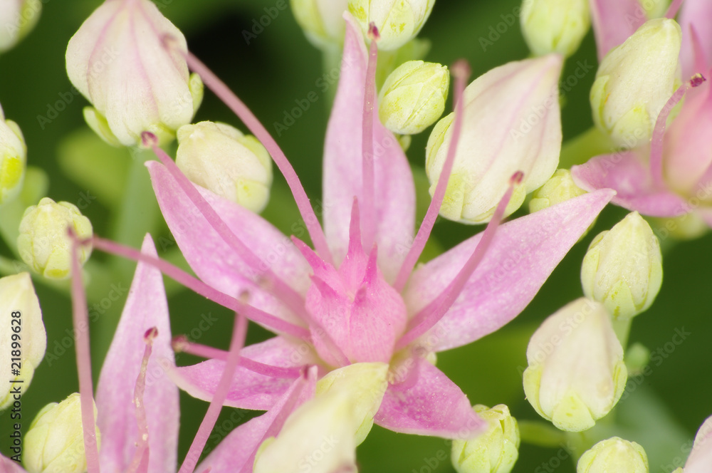 Rhodiola Rosea flower - detail