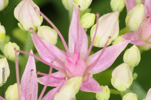 Rhodiola Rosea flower - detail