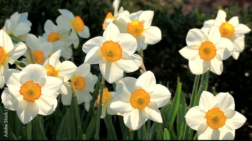 Narcissus spring