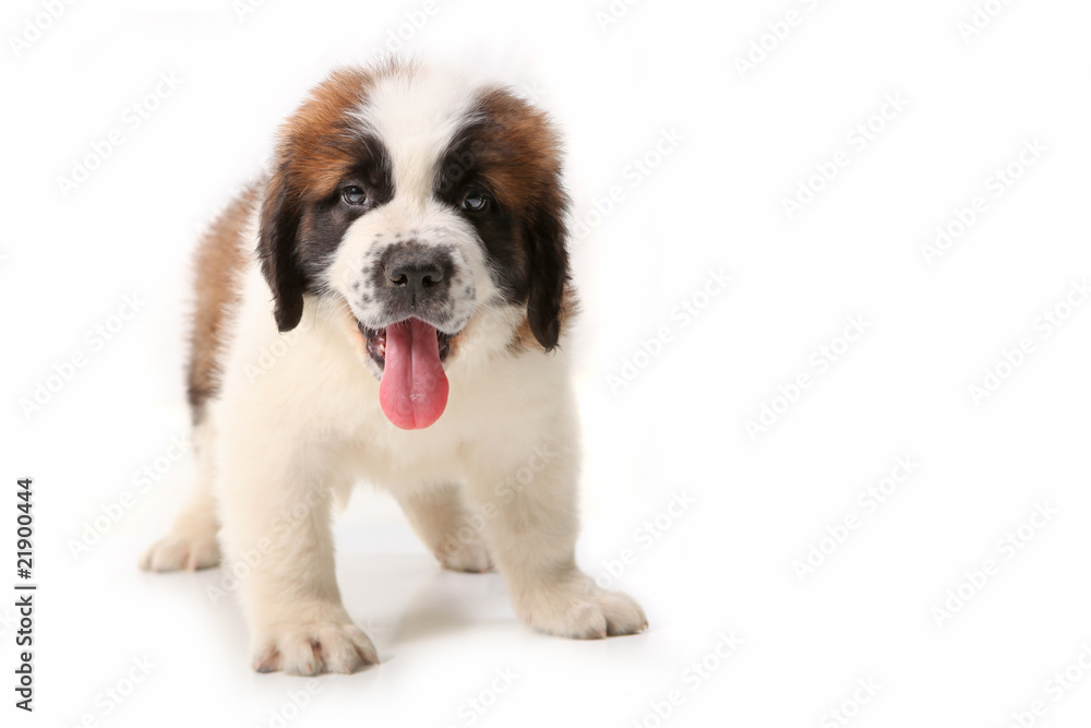 Panting Saint Bernard Puppy on White Panting Saint Bernard Puppy on White