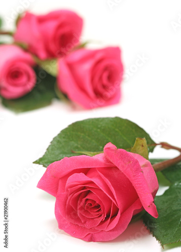Close up of Pink Roses on a White Background