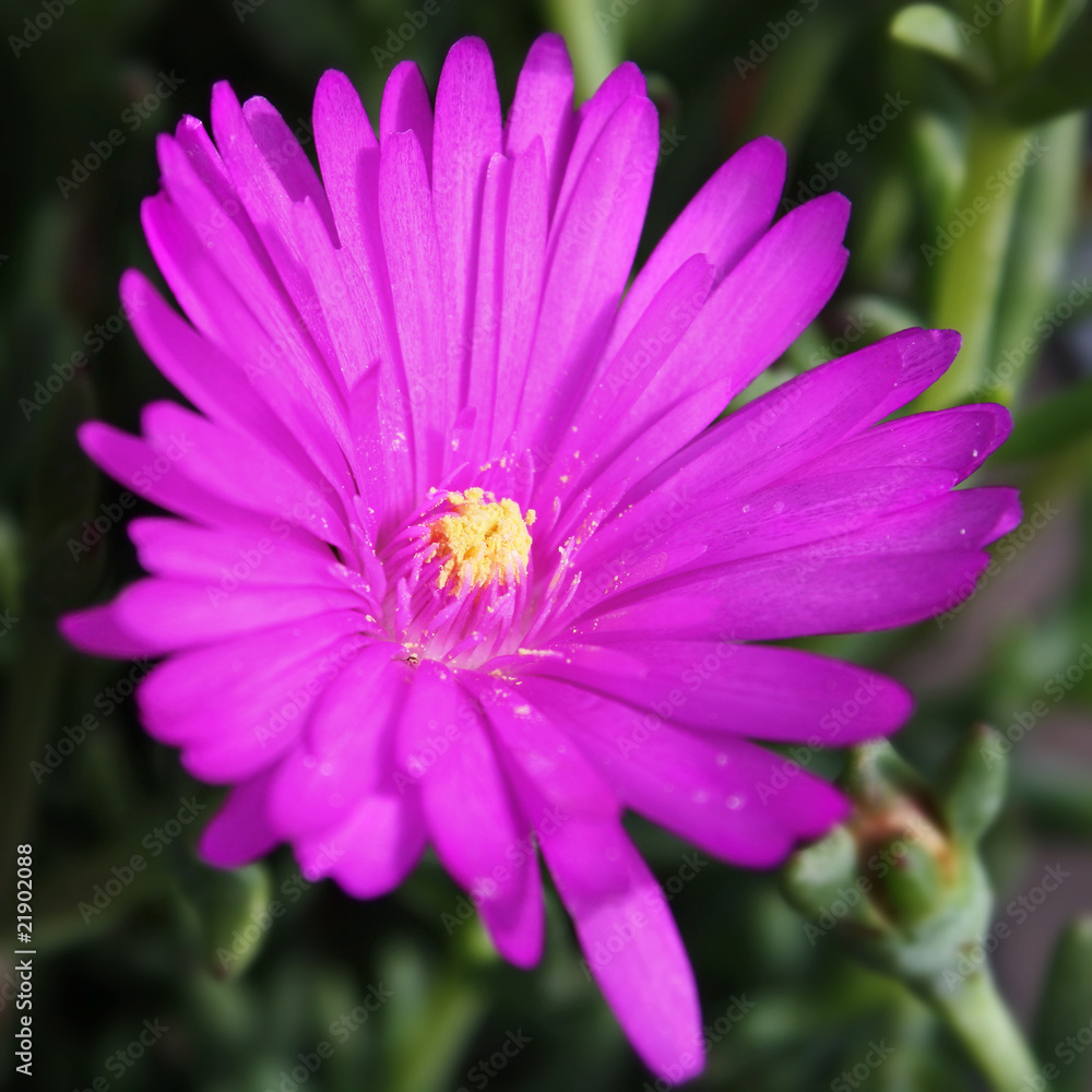 Obraz premium purple flower