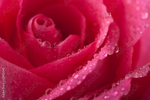 beautiful pink rose with water droplets