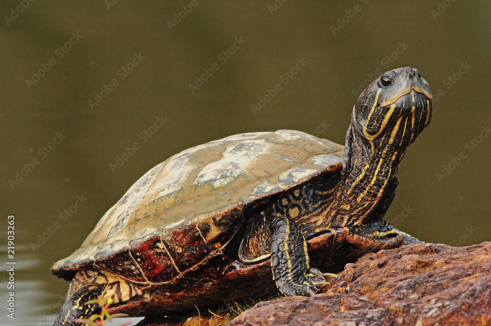 Fototapeta premium tortoise at the pond side